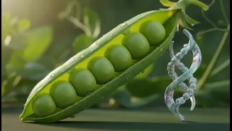 How plant-based protein digestibility metrics reveal true muscle recovery support values in diets