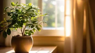 5 window locations for a thriving indoor garden