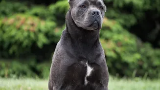 Dog Size Links To A Distinct Biological Ageing Pattern: DNA Study On Why Large Dogs Age Faster In Focus