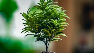 Can Houseplants Really Clean Indoor Air? New Research Separates Fact From Fiction