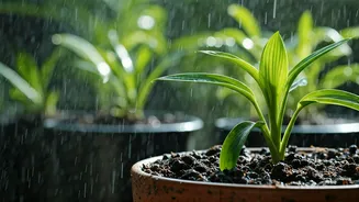 Rainy Season Gardening Tips Break The Internet