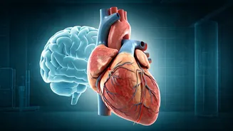 Hypertension's Silent Threats: Heart, Brain, and More