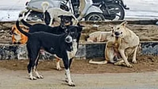 MP News: Stray Dogs Banned In Schools Premises To Avoid Accidents, DEO Issues Strict Instructions In Chhatarpur