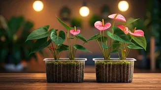 Show Off Indoor Pink Anthurium Propagations For Ultimate Gardening Clout