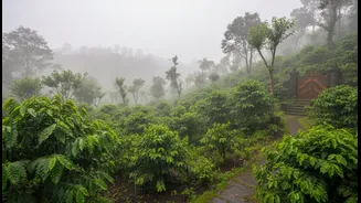 Why slow-travel enthusiasts prefer discounted monsoon estate villas in Wayanad and Coorg
