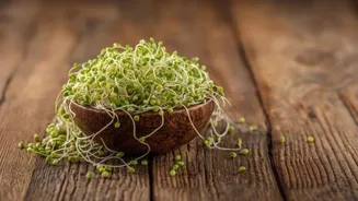 Why you should start eating alfalfa sprouts