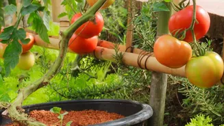 Container Depth Explains What the Start of August Sowing Means for Home Gardeners