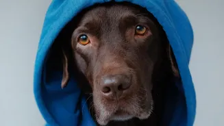 Sound Therapy Protocols That Work For Thunderstorm-Scared Urban Dogs Every Rain