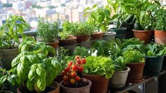 These plant combinations are apt for small spaces