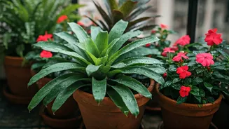 Balcony Gardens Need These Monsoon-Friendly Plants