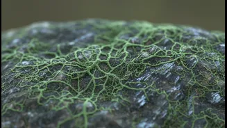 Uranium-Fixing Bacteria Could Help Environment and Science Readers Explore Cleaner Contaminated-Site Recovery, If They Also Wait for More Safety an...