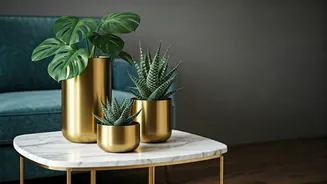 Give Your Living Room Premium Upgrades Using Brass Planters
