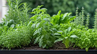 Terrace Gardening Is Easier Than It Looks Now