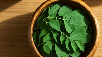 Indian Homes Are Rediscovering Moringa Greens Again