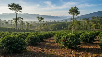 Coffee Estate Breaks Offer Scenic Relaxation Before Busy Travel Months