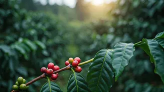 Coorg Plantation Walks Just Got Affordable Thanks To Resort Wars