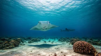 Gliding With Marine Life In Maldives Dominates Romantic Streams