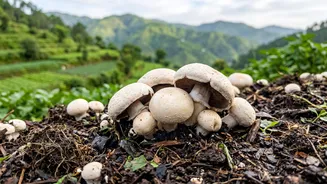 Solan, India's Mushroom City: Solan's Reputation Beyond Its Hill-Station Setting
