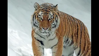 International Tiger Day 2026: 10 Amazing Facts About India's National Animal
