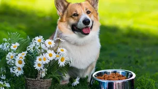 Planning For Backup Pet Feeding Routines Needs Practical Checks On Late Workdays