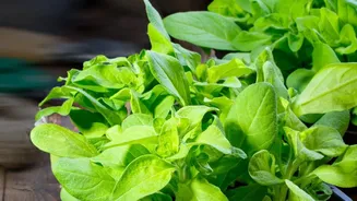 Low-Sun Balcony? These Everyday Herbs Can Still Grow Successfully