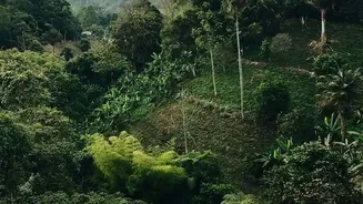 Why Rainy Season Coffee Estate Stays In Coorg Are Winning Heart Of Slow Travel Enthusiasts