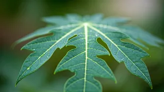 Unlocking Papaya Leaf Power: 5 Health Benefits