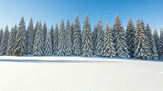 Japan's Seasons: A Journey from Blossoms to Snow