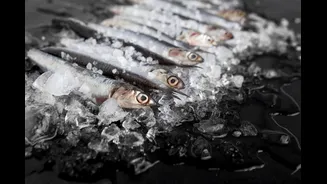 Anvisa manda recolher lote de sardinha congelada contaminada