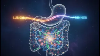 Can Eating Heavy Lunches Instead Of Heavy Dinners Improve Gut Health?