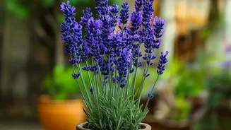 Fragrant Plants For Balconies: Key Facts And Context
