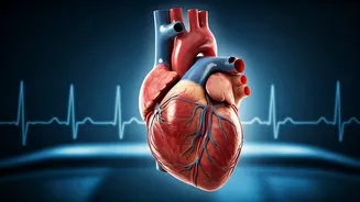Bradycardia: When a Slow Heartbeat Signals More Than Fitness