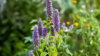 Low-Maintenance Gardens Start With Native Plants