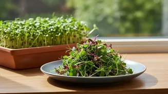 How To Optimize Lighting And Watering For Windowsill Micro-Green Trays To Ensure High Harvest Yields