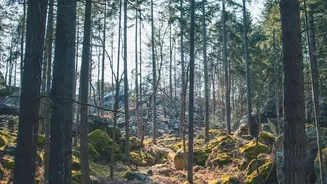 Forest Ingredients Need Responsible Sourcing And Careful Identification