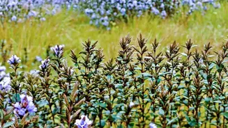 Neelakurinji Blooms Need Distance, Care and Responsible Tourism