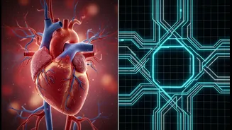Exercise And Weight-Loss Medication Research Finds Different Effects On Vascular Health Beyond Scale Weight