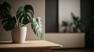 Plant Shopping Is India's New Home-Decor Behaviour