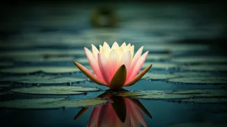 Unlocking Inner Peace: How to Stop Comparison from Stealing Your Joy