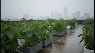 Concrete Rooftops Feel Less Harsh With These Monsoon-Ready Plant Varieties