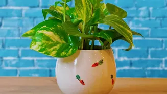 Pot Shape And Colour Should Complement The Plant Rather Than Overpower It With Drainage Still Matters Even When A Planter Is Decorative As The Key ...