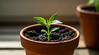Homegrown Chillies Start With A Simple Pot