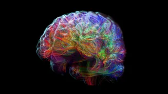Baixos níveis de açúcar no cérebro podem afetar formação de neurônios