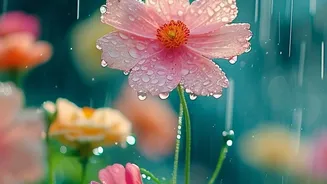 Monsoon Gardening Explained: Managing Water During Heavy Rain