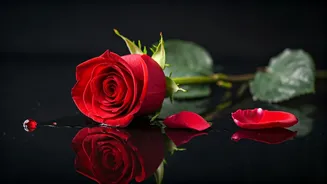 O'Romeo Trailer: A Deadly Love-Hate Saga