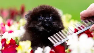 One Grooming Calendar Does Not Fit Every Pet