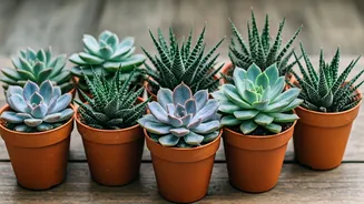 10 Succulents for Easy Beauty: A Guide