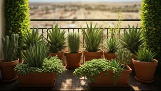 Fight Desertification From Your Balcony