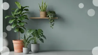 Window Direction Is Only One Part Of Planning Houseplant Shopping