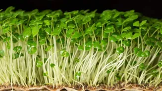 How to grow chia seed sprouts at home